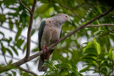 Büyük bir Yeşil İmparatorluk Güvercini bir dala tünemiş, açık gri başı ve göğsü koyu yeşil kanatlarıyla zıt düşmüş, yemyeşil bir yaprak zeminine kurulmuş..