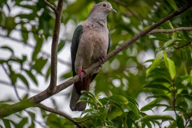 Büyük bir Yeşil İmparatorluk Güvercini bir dala tünemiş, açık gri başı ve göğsü koyu yeşil kanatlarıyla zıt düşmüş, yemyeşil bir yaprak zeminine kurulmuş..
