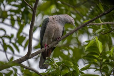 Büyük bir Yeşil İmparatorluk Güvercini bir dala tünemiş, açık gri başı ve göğsü koyu yeşil kanatlarıyla zıt düşmüş, yemyeşil bir yaprak zeminine kurulmuş..