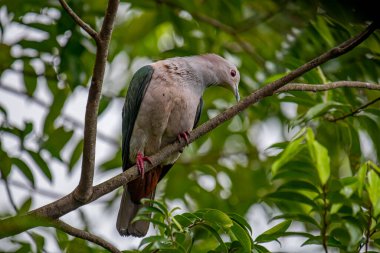 Büyük bir Yeşil İmparatorluk Güvercini bir dala tünemiş, açık gri başı ve göğsü koyu yeşil kanatlarıyla zıt düşmüş, yemyeşil bir yaprak zeminine kurulmuş..