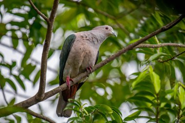 Büyük bir Yeşil İmparatorluk Güvercini bir dala tünemiş, açık gri başı ve göğsü koyu yeşil kanatlarıyla zıt düşmüş, yemyeşil bir yaprak zeminine kurulmuş..