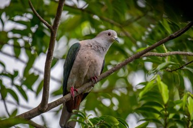 Büyük bir Yeşil İmparatorluk Güvercini bir dala tünemiş, açık gri başı ve göğsü koyu yeşil kanatlarıyla zıt düşmüş, yemyeşil bir yaprak zeminine kurulmuş..