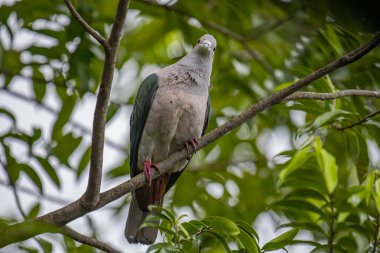 Büyük bir Yeşil İmparatorluk Güvercini bir dala tünemiş, açık gri başı ve göğsü koyu yeşil kanatlarıyla zıt düşmüş, yemyeşil bir yaprak zeminine kurulmuş..