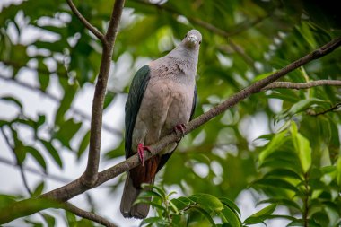 Büyük bir Yeşil İmparatorluk Güvercini bir dala tünemiş, açık gri başı ve göğsü koyu yeşil kanatlarıyla zıt düşmüş, yemyeşil bir yaprak zeminine kurulmuş..