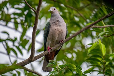 Büyük bir Yeşil İmparatorluk Güvercini bir dala tünemiş, açık gri başı ve göğsü koyu yeşil kanatlarıyla zıt düşmüş, yemyeşil bir yaprak zeminine kurulmuş..