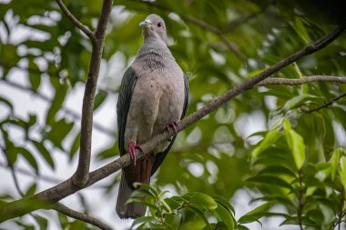 Büyük bir Yeşil İmparatorluk Güvercini bir dala tünemiş, açık gri başı ve göğsü koyu yeşil kanatlarıyla zıt düşmüş, yemyeşil bir yaprak zeminine kurulmuş..