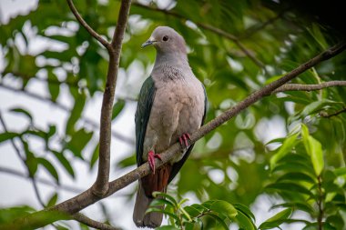 Büyük bir Yeşil İmparatorluk Güvercini bir dala tünemiş, açık gri başı ve göğsü koyu yeşil kanatlarıyla zıt düşmüş, yemyeşil bir yaprak zeminine kurulmuş..