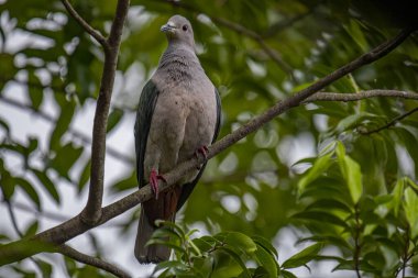 Büyük bir Yeşil İmparatorluk Güvercini bir dala tünemiş, açık gri başı ve göğsü koyu yeşil kanatlarıyla zıt düşmüş, yemyeşil bir yaprak zeminine kurulmuş..