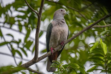 Büyük bir Yeşil İmparatorluk Güvercini bir dala tünemiş, açık gri başı ve göğsü koyu yeşil kanatlarıyla zıt düşmüş, yemyeşil bir yaprak zeminine kurulmuş..