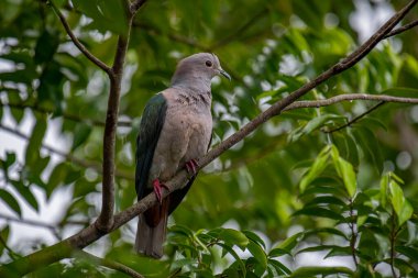Büyük bir Yeşil İmparatorluk Güvercini bir dala tünemiş, açık gri başı ve göğsü koyu yeşil kanatlarıyla zıt düşmüş, yemyeşil bir yaprak zeminine kurulmuş..
