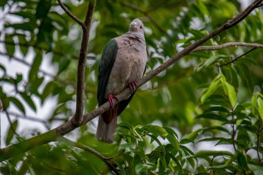 Büyük bir Yeşil İmparatorluk Güvercini bir dala tünemiş, açık gri başı ve göğsü koyu yeşil kanatlarıyla zıt düşmüş, yemyeşil bir yaprak zeminine kurulmuş..