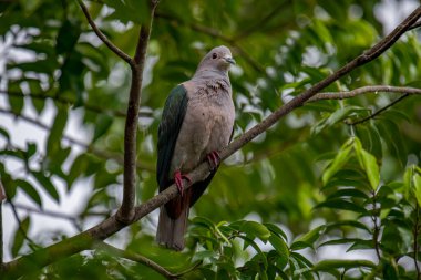 Büyük bir Yeşil İmparatorluk Güvercini bir dala tünemiş, açık gri başı ve göğsü koyu yeşil kanatlarıyla zıt düşmüş, yemyeşil bir yaprak zeminine kurulmuş..