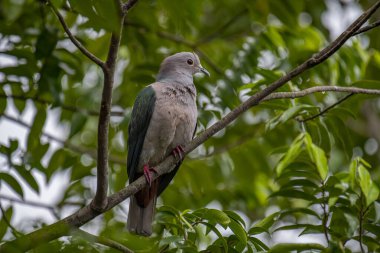 Büyük bir Yeşil İmparatorluk Güvercini bir dala tünemiş, açık gri başı ve göğsü koyu yeşil kanatlarıyla zıt düşmüş, yemyeşil bir yaprak zeminine kurulmuş..