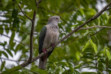 Büyük bir Yeşil İmparatorluk Güvercini bir dala tünemiş, açık gri başı ve göğsü koyu yeşil kanatlarıyla zıt düşmüş, yemyeşil bir yaprak zeminine kurulmuş..