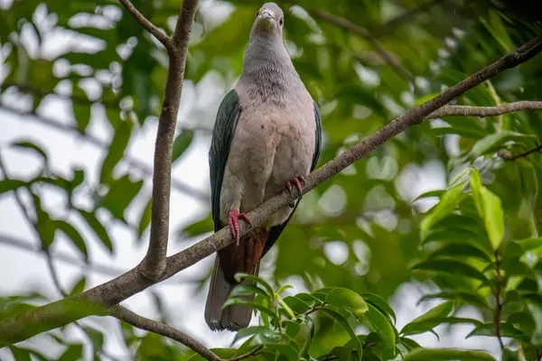 Büyük bir Yeşil İmparatorluk Güvercini bir dala tünemiş, açık gri başı ve göğsü koyu yeşil kanatlarıyla zıt düşmüş, yemyeşil bir yaprak zeminine kurulmuş..