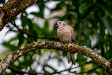 Yüklediğin görüntüye göre, bu muhtemelen benekli bir güvercin (Spilopelia chinensis). Bu kuşlar pembemsi kahverengi vücutlarıyla tanınırlar. Enselerinde siyah ve beyaz kareli bir leke vardır..