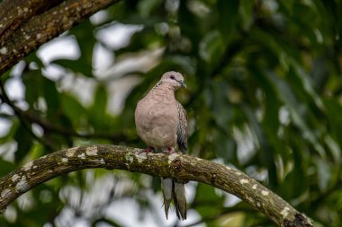 Yüklediğin görüntüye göre, bu muhtemelen benekli bir güvercin (Spilopelia chinensis). Bu kuşlar pembemsi kahverengi vücutlarıyla tanınırlar. Enselerinde siyah ve beyaz kareli bir leke vardır..