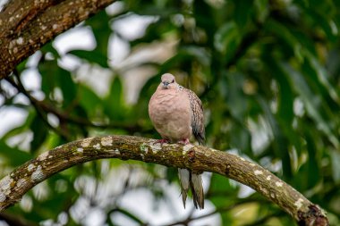 Yüklediğin görüntüye göre, bu muhtemelen benekli bir güvercin (Spilopelia chinensis). Bu kuşlar pembemsi kahverengi vücutlarıyla tanınırlar. Enselerinde siyah ve beyaz kareli bir leke vardır..