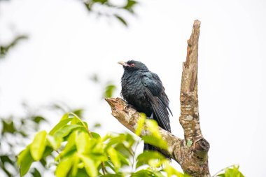 Asyalı bir koel, koyu yeşil gagalı parlak siyah bir kuş ve çarpıcı kırmızı gözleri, ölü bir ağaç dalına tünemiş..