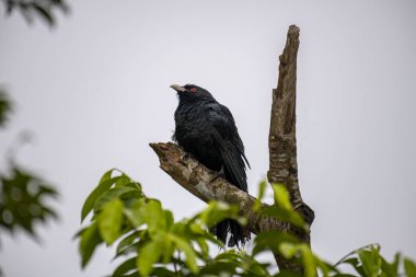 Asyalı bir koel, koyu yeşil gagalı parlak siyah bir kuş ve çarpıcı kırmızı gözleri, ölü bir ağaç dalına tünemiş..