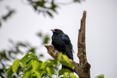 Asyalı bir koel, koyu yeşil gagalı parlak siyah bir kuş ve çarpıcı kırmızı gözleri, ölü bir ağaç dalına tünemiş..