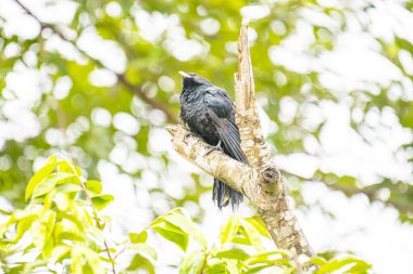 Asyalı bir koel, koyu yeşil gagalı parlak siyah bir kuş ve çarpıcı kırmızı gözleri, ölü bir ağaç dalına tünemiş..