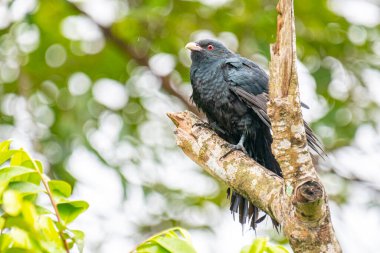 Asyalı bir koel, koyu yeşil gagalı parlak siyah bir kuş ve çarpıcı kırmızı gözleri, ölü bir ağaç dalına tünemiş..