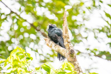 Asyalı bir koel, koyu yeşil gagalı parlak siyah bir kuş ve çarpıcı kırmızı gözleri, ölü bir ağaç dalına tünemiş..