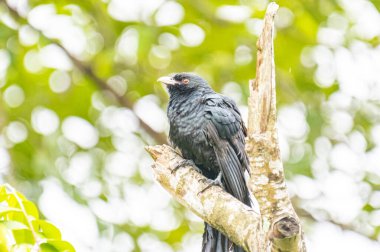 Asyalı bir koel, koyu yeşil gagalı parlak siyah bir kuş ve çarpıcı kırmızı gözleri, ölü bir ağaç dalına tünemiş..