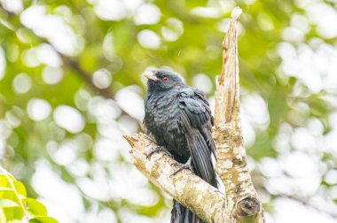 Asyalı bir koel, koyu yeşil gagalı parlak siyah bir kuş ve çarpıcı kırmızı gözleri, ölü bir ağaç dalına tünemiş..