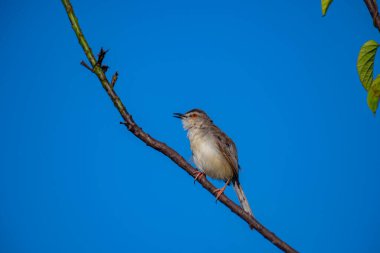 Sade Prinia Açık mavi bir gökyüzüne karşı ince bir dala tünemiş küçük bir kuş, kahverengimsi kanatları, kremsi alt parçaları, ince kuyruğu, turuncu gözü ve keskin gagalı narin pembe bacakları sergiliyor.