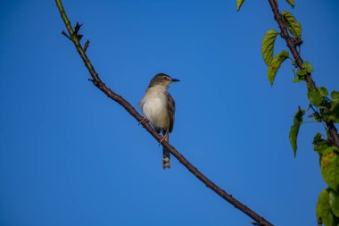 Sade Prinia Açık mavi bir gökyüzüne karşı ince bir dala tünemiş küçük bir kuş, kahverengimsi kanatları, kremsi alt parçaları, ince kuyruğu, turuncu gözü ve keskin gagalı narin pembe bacakları sergiliyor.