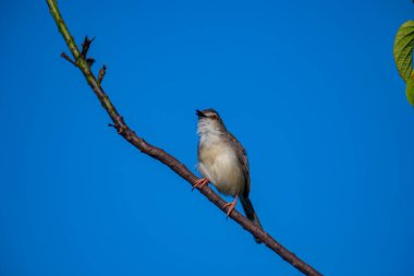 Sade Prinia Açık mavi bir gökyüzüne karşı ince bir dala tünemiş küçük bir kuş, kahverengimsi kanatları, kremsi alt parçaları, ince kuyruğu, turuncu gözü ve keskin gagalı narin pembe bacakları sergiliyor.
