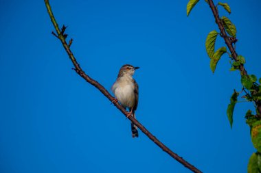 Sade Prinia Açık mavi bir gökyüzüne karşı ince bir dala tünemiş küçük bir kuş, kahverengimsi kanatları, kremsi alt parçaları, ince kuyruğu, turuncu gözü ve keskin gagalı narin pembe bacakları sergiliyor.