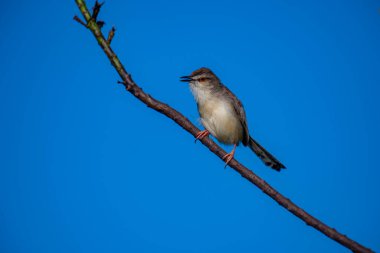 Sade Prinia Açık mavi bir gökyüzüne karşı ince bir dala tünemiş küçük bir kuş, kahverengimsi kanatları, kremsi alt parçaları, ince kuyruğu, turuncu gözü ve keskin gagalı narin pembe bacakları sergiliyor.