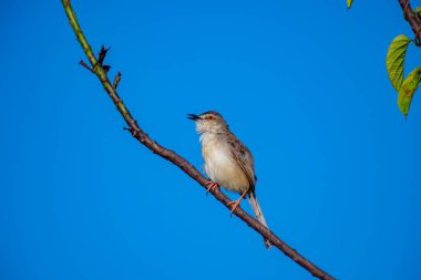 Sade Prinia Açık mavi bir gökyüzüne karşı ince bir dala tünemiş küçük bir kuş, kahverengimsi kanatları, kremsi alt parçaları, ince kuyruğu, turuncu gözü ve keskin gagalı narin pembe bacakları sergiliyor.