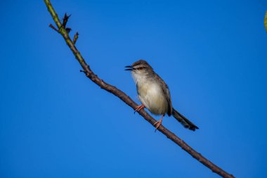 Sade Prinia Açık mavi bir gökyüzüne karşı ince bir dala tünemiş küçük bir kuş, kahverengimsi kanatları, kremsi alt parçaları, ince kuyruğu, turuncu gözü ve keskin gagalı narin pembe bacakları sergiliyor.