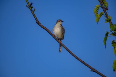 Sade Prinia Açık mavi bir gökyüzüne karşı ince bir dala tünemiş küçük bir kuş, kahverengimsi kanatları, kremsi alt parçaları, ince kuyruğu, turuncu gözü ve keskin gagalı narin pembe bacakları sergiliyor.