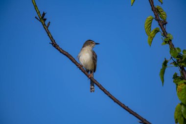 Sade Prinia Açık mavi bir gökyüzüne karşı ince bir dala tünemiş küçük bir kuş, kahverengimsi kanatları, kremsi alt parçaları, ince kuyruğu, turuncu gözü ve keskin gagalı narin pembe bacakları sergiliyor.