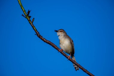 Sade Prinia Açık mavi bir gökyüzüne karşı ince bir dala tünemiş küçük bir kuş, kahverengimsi kanatları, kremsi alt parçaları, ince kuyruğu, turuncu gözü ve keskin gagalı narin pembe bacakları sergiliyor.