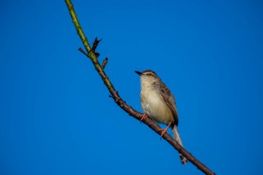 Sade Prinia Açık mavi bir gökyüzüne karşı ince bir dala tünemiş küçük bir kuş, kahverengimsi kanatları, kremsi alt parçaları, ince kuyruğu, turuncu gözü ve keskin gagalı narin pembe bacakları sergiliyor.