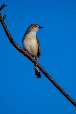 Sade Prinia Açık mavi bir gökyüzüne karşı ince bir dala tünemiş küçük bir kuş, kahverengimsi kanatları, kremsi alt parçaları, ince kuyruğu, turuncu gözü ve keskin gagalı narin pembe bacakları sergiliyor.