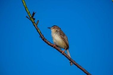Sade Prinia Açık mavi bir gökyüzüne karşı ince bir dala tünemiş küçük bir kuş, kahverengimsi kanatları, kremsi alt parçaları, ince kuyruğu, turuncu gözü ve keskin gagalı narin pembe bacakları sergiliyor.