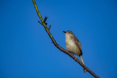 Sade Prinia Açık mavi bir gökyüzüne karşı ince bir dala tünemiş küçük bir kuş, kahverengimsi kanatları, kremsi alt parçaları, ince kuyruğu, turuncu gözü ve keskin gagalı narin pembe bacakları sergiliyor.