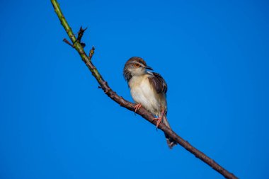 Sade Prinia Açık mavi bir gökyüzüne karşı ince bir dala tünemiş küçük bir kuş, kahverengimsi kanatları, kremsi alt parçaları, ince kuyruğu, turuncu gözü ve keskin gagalı narin pembe bacakları sergiliyor.