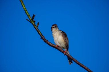 Sade Prinia Açık mavi bir gökyüzüne karşı ince bir dala tünemiş küçük bir kuş, kahverengimsi kanatları, kremsi alt parçaları, ince kuyruğu, turuncu gözü ve keskin gagalı narin pembe bacakları sergiliyor.