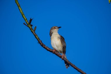 Sade Prinia Açık mavi bir gökyüzüne karşı ince bir dala tünemiş küçük bir kuş, kahverengimsi kanatları, kremsi alt parçaları, ince kuyruğu, turuncu gözü ve keskin gagalı narin pembe bacakları sergiliyor.