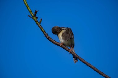 Sade Prinia Açık mavi bir gökyüzüne karşı ince bir dala tünemiş küçük bir kuş, kahverengimsi kanatları, kremsi alt parçaları, ince kuyruğu, turuncu gözü ve keskin gagalı narin pembe bacakları sergiliyor.