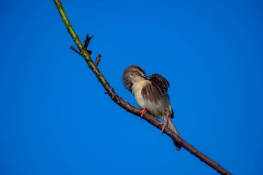 Sade Prinia Açık mavi bir gökyüzüne karşı ince bir dala tünemiş küçük bir kuş, kahverengimsi kanatları, kremsi alt parçaları, ince kuyruğu, turuncu gözü ve keskin gagalı narin pembe bacakları sergiliyor.