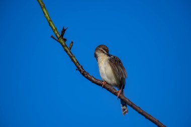 Sade Prinia Açık mavi bir gökyüzüne karşı ince bir dala tünemiş küçük bir kuş, kahverengimsi kanatları, kremsi alt parçaları, ince kuyruğu, turuncu gözü ve keskin gagalı narin pembe bacakları sergiliyor.